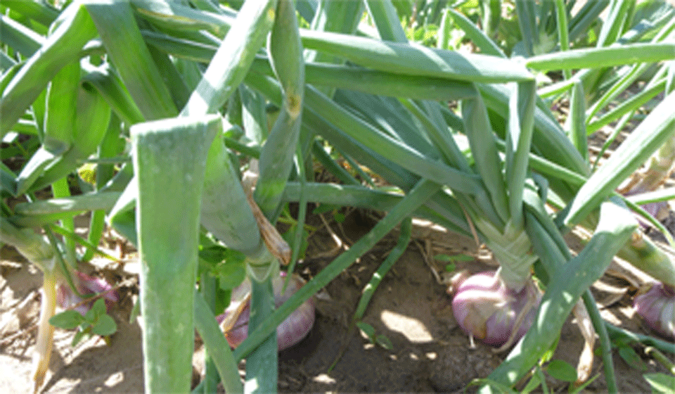 Lire la suite à propos de l’article Agroécologie