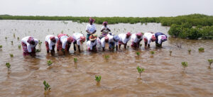 Lire la suite à propos de l’article Fénagie/Pêche : Plus de huit hectares de mangroves reboisés