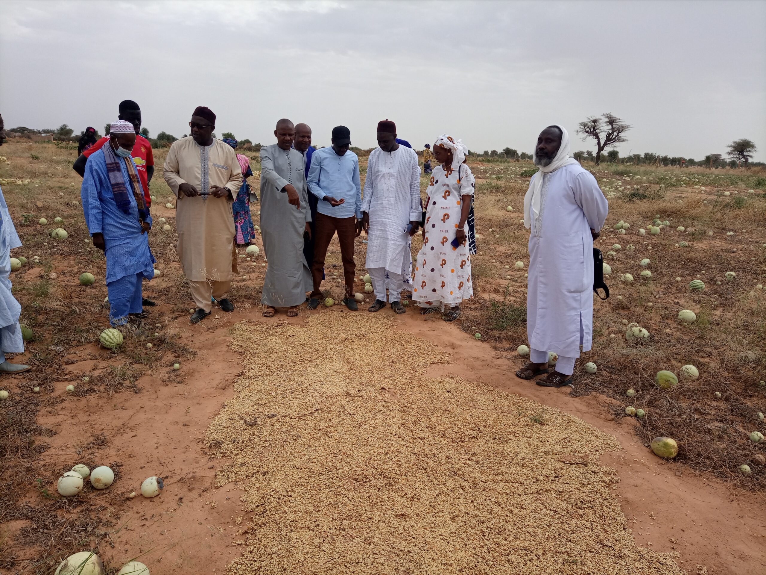 Lire la suite à propos de l’article BAMTAARÉ/CHAMP COLLECTIF : Les femmes de Thilombol acquièrent un terrain à 500 000 F cfa pour leurs activités agricoles